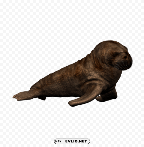 walrus Clear PNG images free download