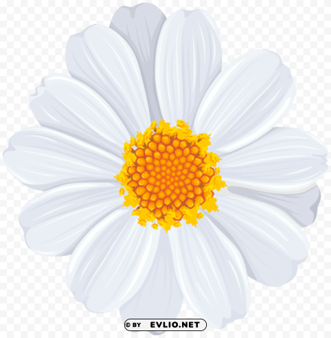 white daisy Isolated Item with Transparent Background PNG