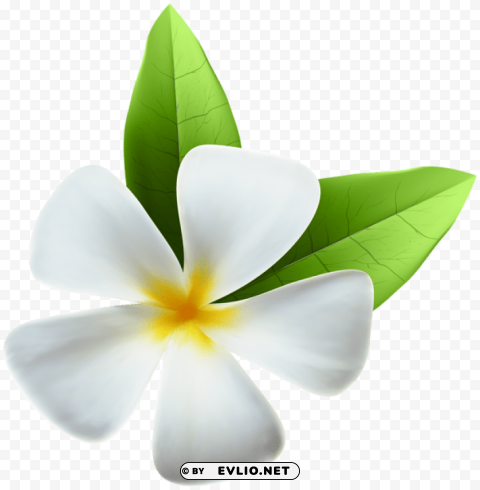 white exotic flower Transparent PNG Object Isolation