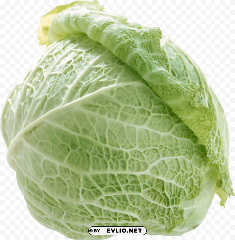 cabbage Isolated Element on HighQuality Transparent PNG
