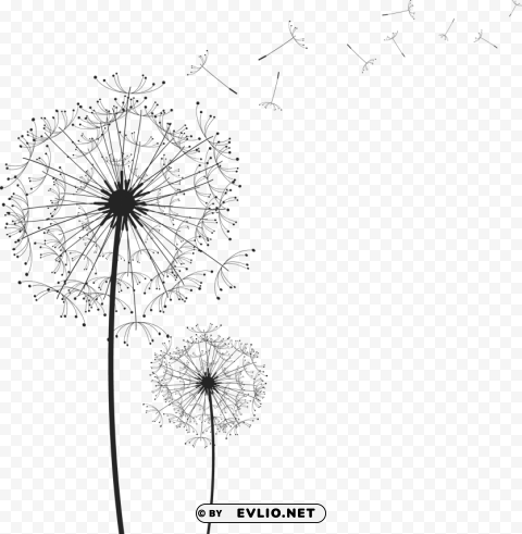 dandelion Free download PNG images with alpha transparency