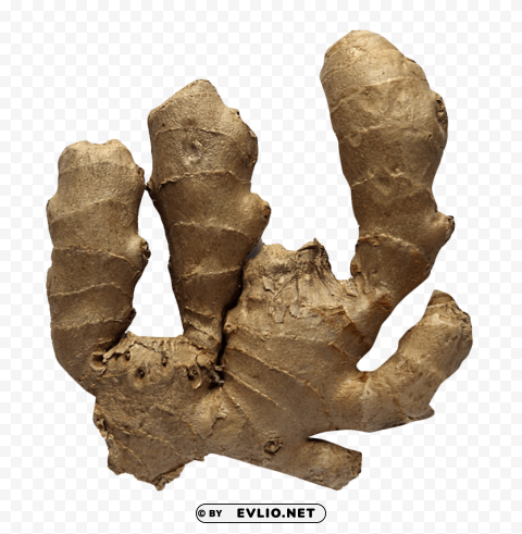 Ginger PNG Free Download Transparent Background