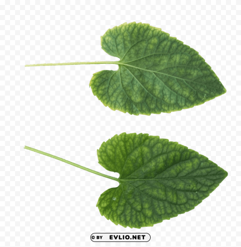 PNG image of green leaves Isolated Icon with Clear Background PNG with a clear background - Image ID 400736da