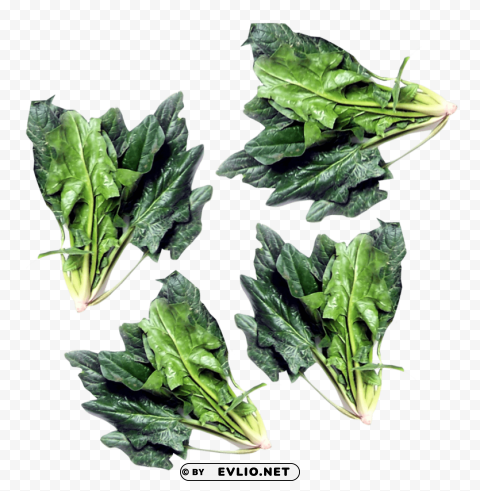 green spinach PNG graphics with alpha transparency bundle