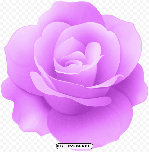 purple rose flower PNG Isolated Illustration with Clear Background