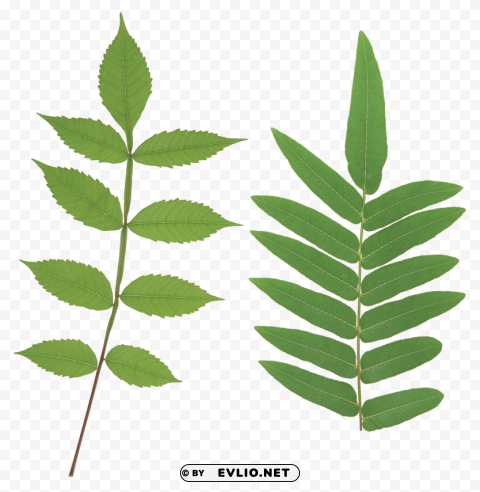 PNG image of green leaves Clear image PNG with a clear background - Image ID 2495e956