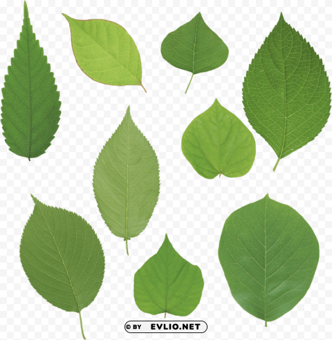 green leaves High-resolution transparent PNG files