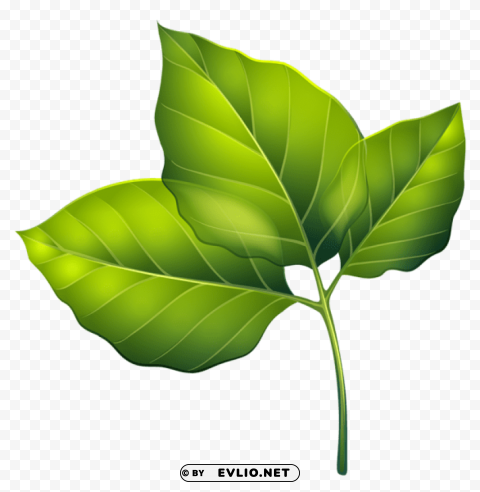 three green leaves PNG Graphic with Clear Background Isolation