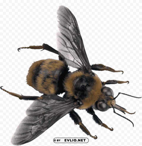 Bee Top PNG Image With Clear Isolated Object