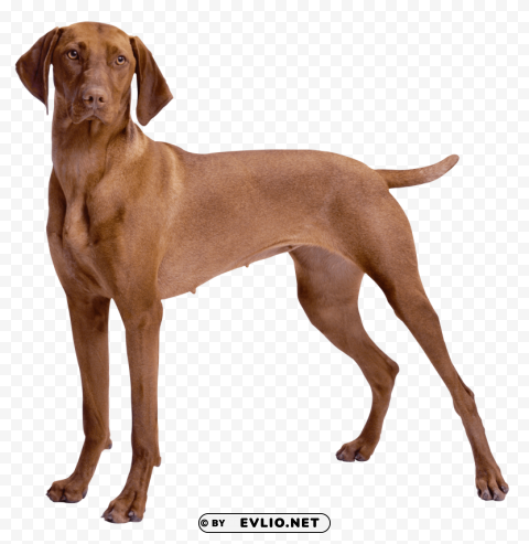 Brown Dog PNG Graphic With Isolated Transparency