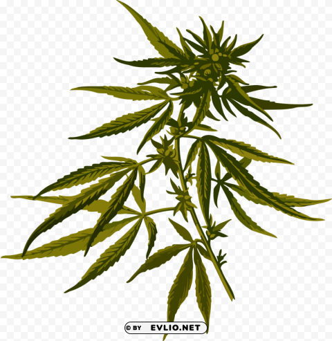 cannabis Transparent Background Isolated PNG Art