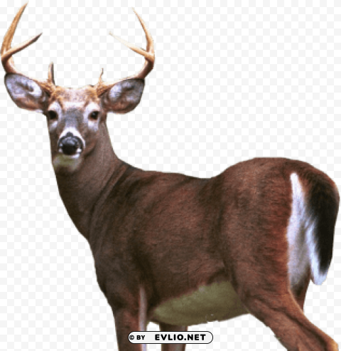 deer Isolated Subject in HighQuality Transparent PNG