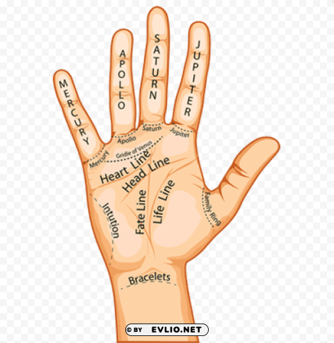 do your hand lines say about you Transparent PNG image free