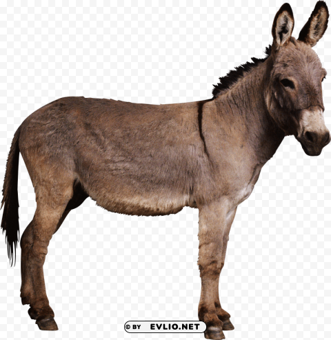 donkey PNG Graphic with Isolated Clarity