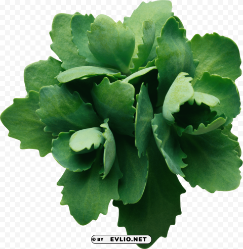 PNG image of green leaves PNG transparent design with a clear background - Image ID f036ae64