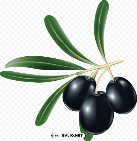 olives PNG files with clear background variety