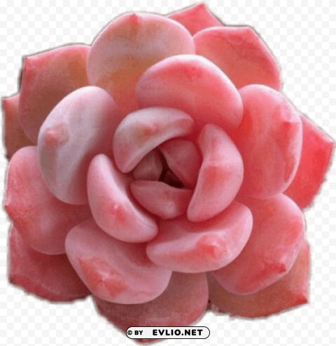 Pink Succulent Isolated Subject On HighResolution Transparent PNG