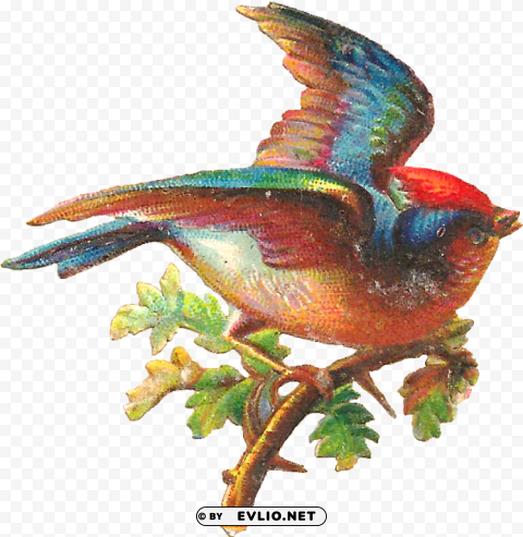 pretty bird PNG images with no watermark