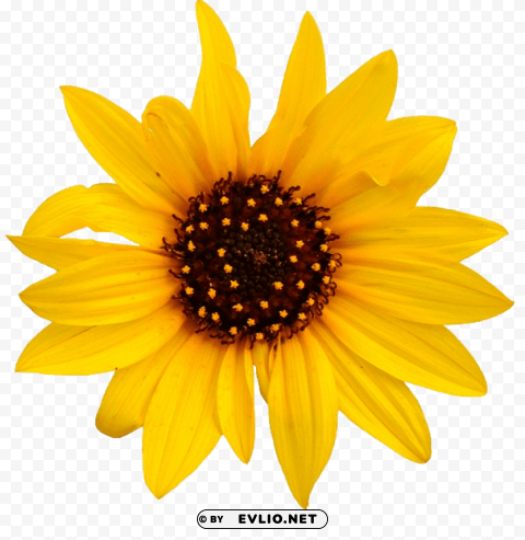 sunflower PNG images with alpha background