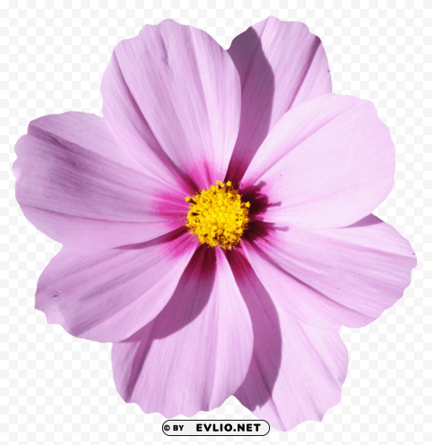 blossom flower Transparent PNG images set