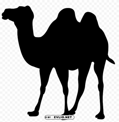 camel Isolated Object on HighQuality Transparent PNG