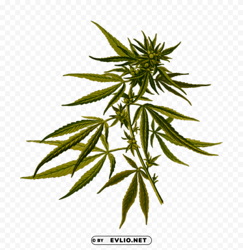 cannabis Transparent Background Isolated PNG Design