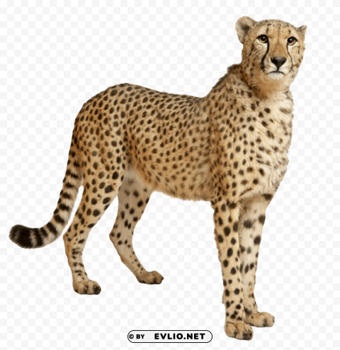 leopard standing Isolated Item on Clear Background PNG