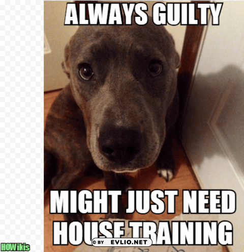 new dog meme house training ClearCut Background PNG Isolated Element