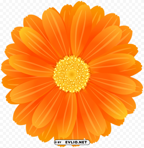Orange Flower Isolated Subject With Transparent PNG