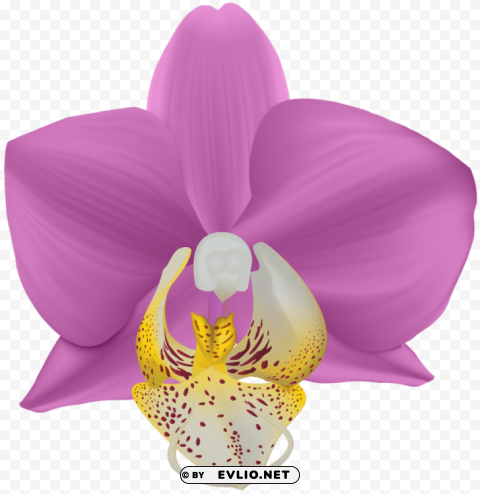 PNG image of orchid transparent PNG with alpha channel for download with a clear background - Image ID bbef07c6