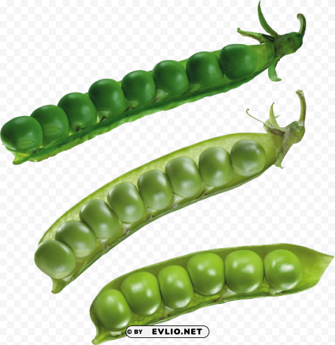 pea Transparent Background PNG Isolated Art