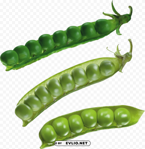 pea Transparent Background PNG Isolated Art PNG images with transparent backgrounds - Image ID 966ba63c