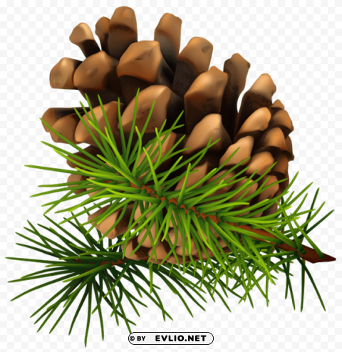 Pine Cone Transparent PNG Isolated Graphic Element