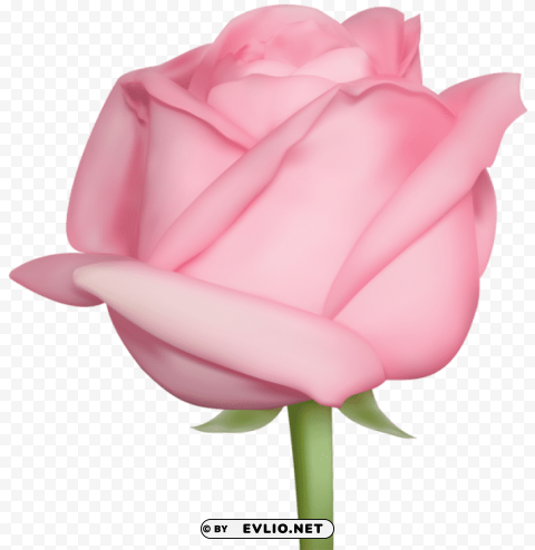 PNG image of pink rose Isolated Subject in Clear Transparent PNG with a clear background - Image ID 4b1448f0