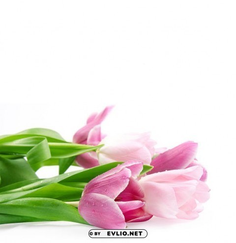 pink tulips white Transparent PNG images for graphic design