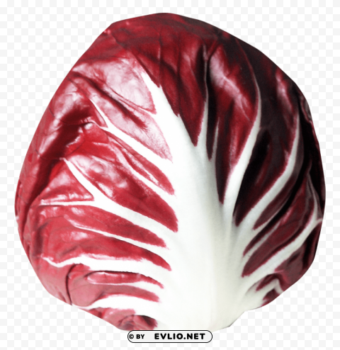 radicchio PNG Graphic with Transparent Isolation PNG images with transparent backgrounds - Image ID 5e9b2941