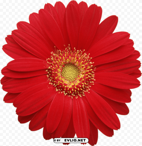 red gerber daisy PNG Graphic with Isolated Design