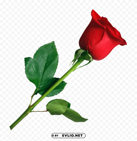 Rose Isolated Element On HighQuality PNG