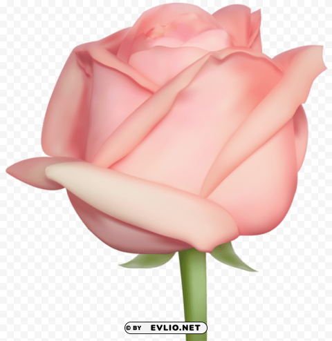 rose Isolated Subject with Clear PNG Background