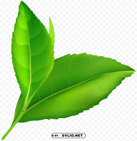 spring green leaves Transparent PNG images collection