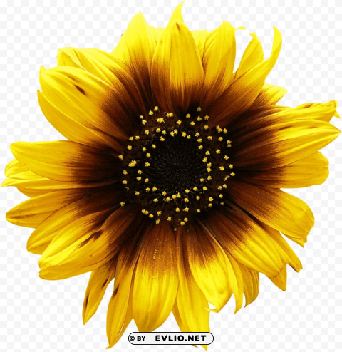 sunflower PNG graphics with alpha transparency broad collection