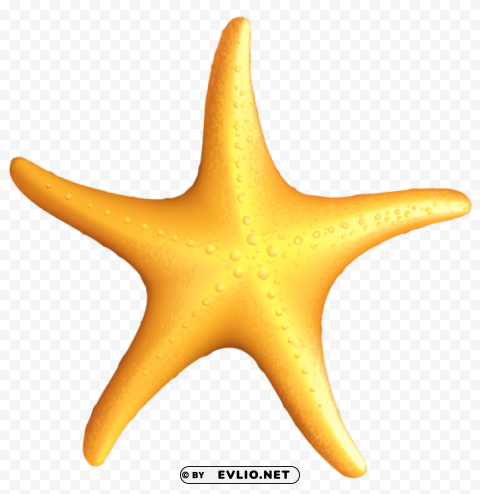  beach starfish Transparent Background Isolated PNG Illustration