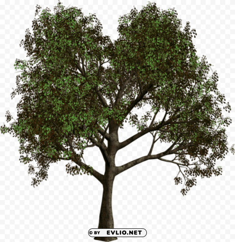 forest tree Isolated Object on HighQuality Transparent PNG