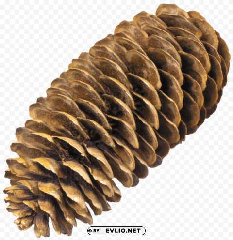 pine cone HighQuality PNG Isolated Illustration
