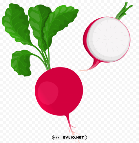 radish PNG clear background
