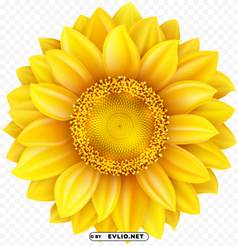 sunflower Transparent background PNG gallery