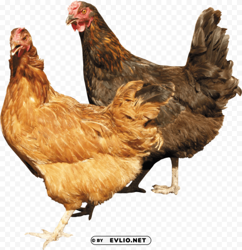 two chickens standing right next to each other Isolated Graphic with Transparent Background PNG