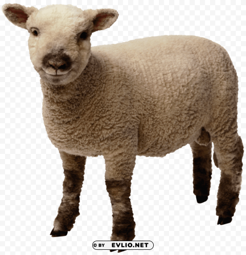 baby sheep standing PNG images with no fees