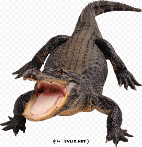 black crocodile PNG pictures with no backdrop needed