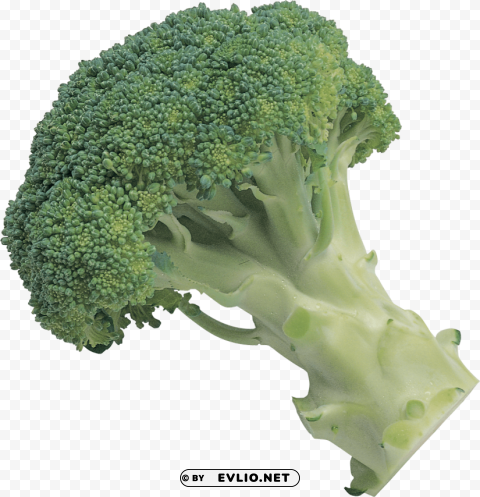 broccoli PNG transparent images mega collection